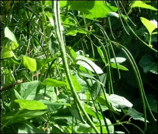 Aadusa Tree Leaves - Medicinal Properties