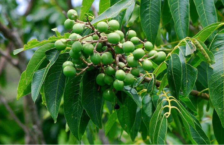 Aadusa Tree - Medicinal Plant