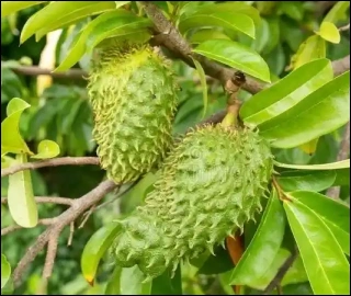 Aadusa Tree - Medicinal Plant