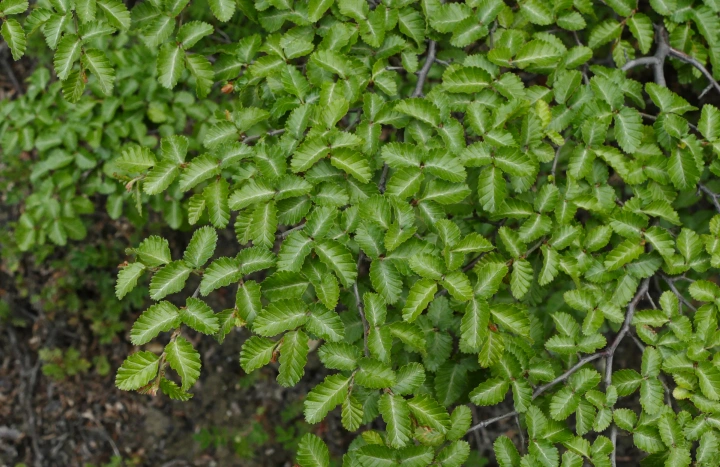 Aadusa Tree - Medicinal Plant