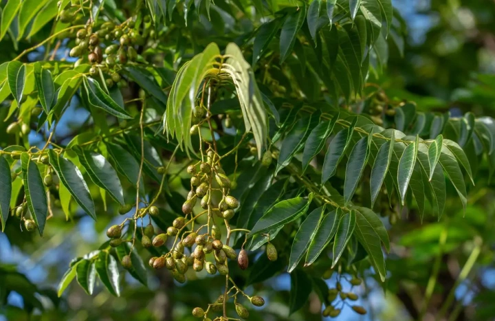 Aadusa Tree - Medicinal Plant