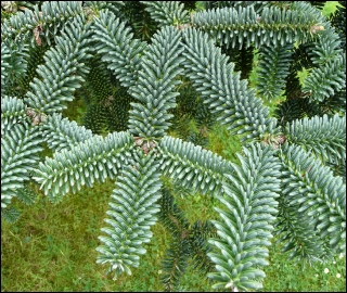 Aadusa Tree in Ayurvedic Medicine