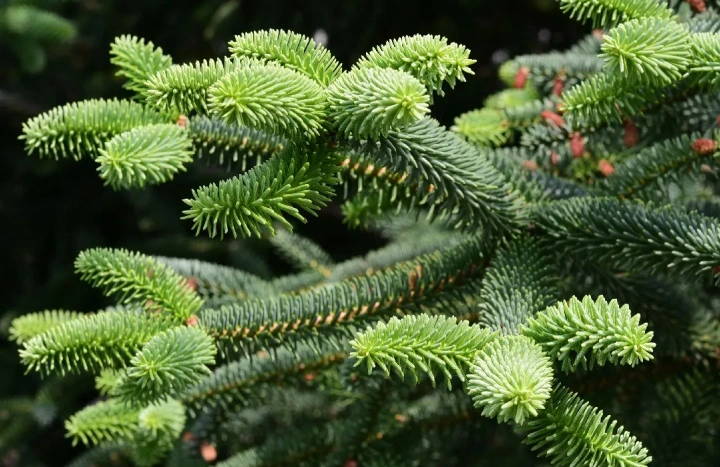 Aadusa Tree - Medicinal Plant