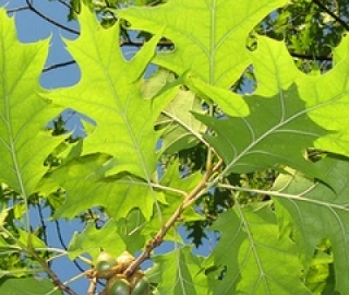 Wine Palm Tree Sap Harvesting