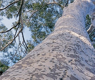 Wine Palm Tree Sap Harvesting