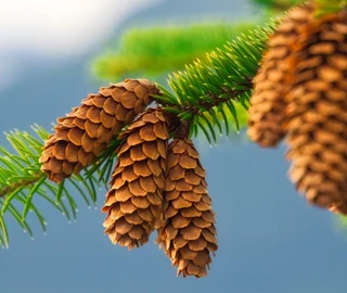 Wine Palm Tree - Majestic Beauty