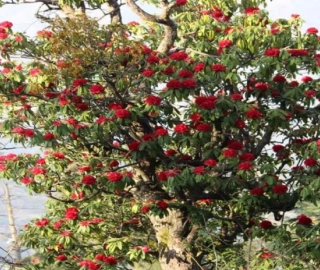 Wine Palm Tree - Majestic Beauty