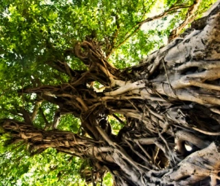 Strangler Fig Ecosystem Role
