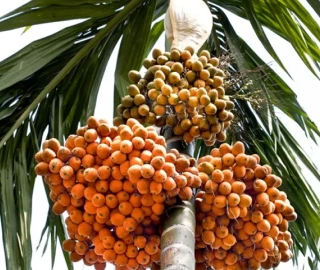 Supari Tree - Majestic Beauty