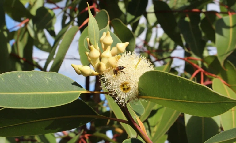 Swamp Mahogany Tree - Beauty, Benefits, and Sustainable Growth