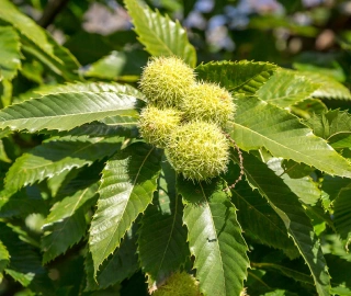 Sweet Chestnut Tree - Majestic Beauty