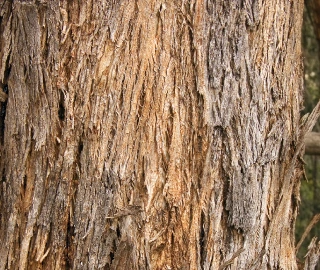 Yellow Box Tree Plantation