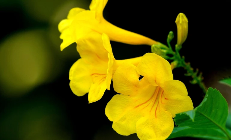 Yellow Elder Tree - Vibrant Plant