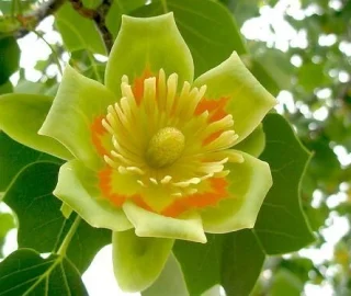 Yellow Poplar Tree Environmental Benefits