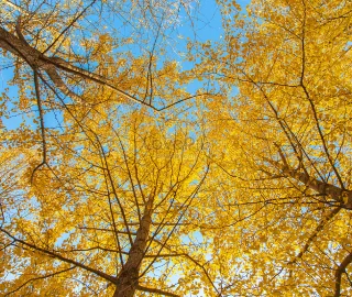 Yellow Teak Tree - Mature Specimen