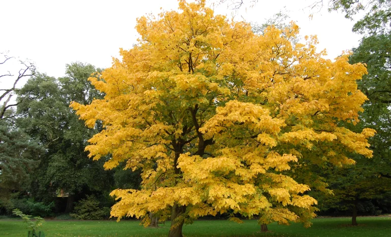 Yellowwood Tree - Ornamental Plant