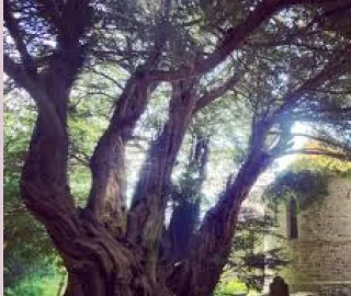Yew Tree - Ancient Specimen