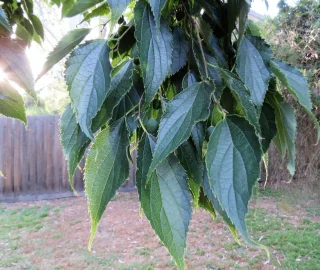Yunnan Hackberry Tree Conservation