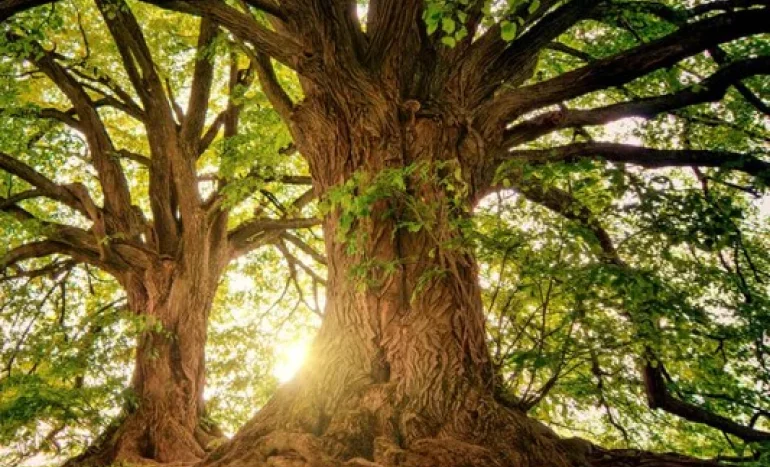 Zanzibar Mahogany Tree