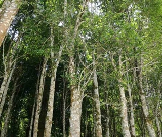 Agarwood Tree Habitat