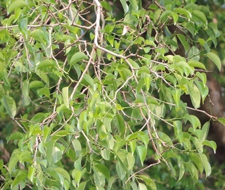 Andaman Padauk Reforestation