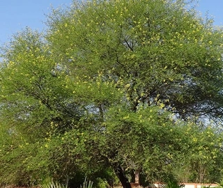 Arabian Gum Tree in Arid Climate