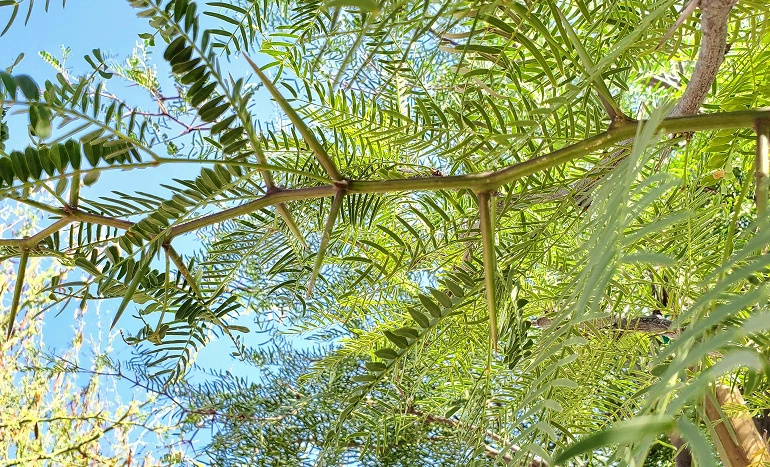 Argentine Mesquite Tree - Prosopis alba