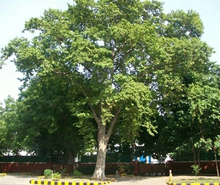 Arjuna Tree Bark and Leaves