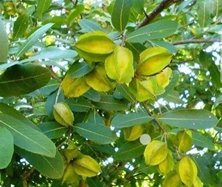 Arjuna Tree Medicinal Uses