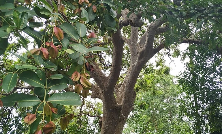 Arjuna Tree - Terminalia Arjuna