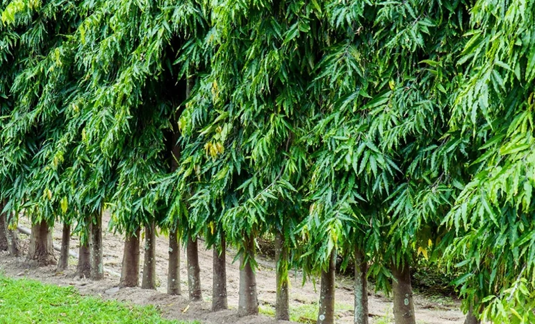 Ashoka Tree - Saraca Asoca