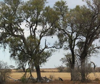 Australian Buloke Tree - Needle-like Foliage