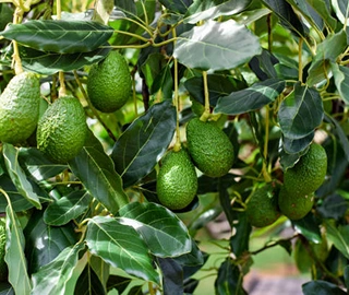 Avocado Tree with Fruits