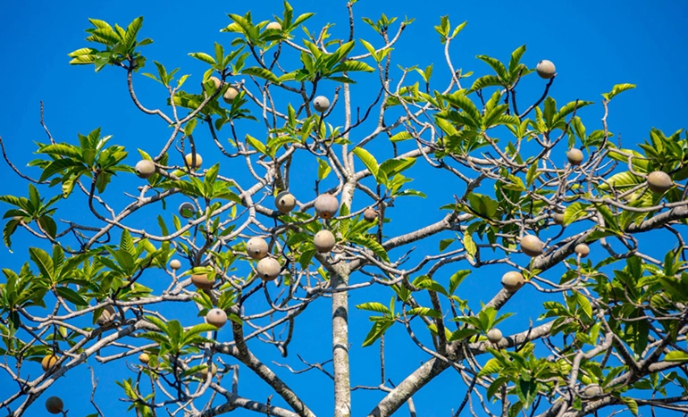 Aadusa Tree - Medicinal Plant