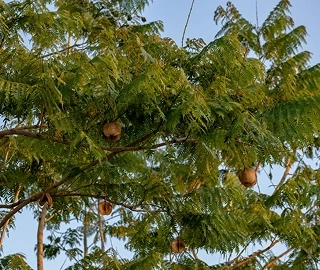 Aadusa Tree in Ayurvedic Medicine