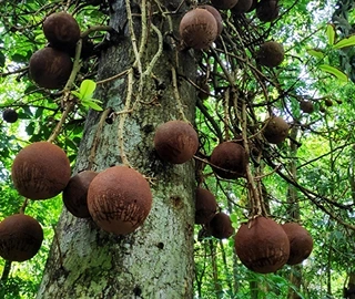 Aadusa Tree Plantation