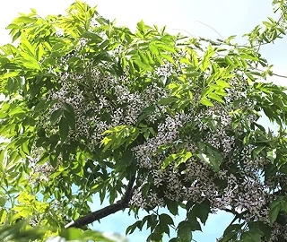 Aadusa Tree in Ayurvedic Medicine