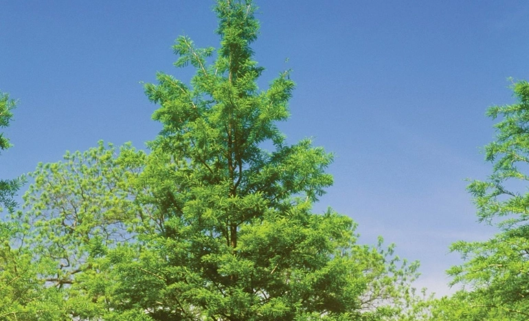 Aadusa Tree - Medicinal Plant