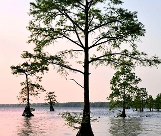 Aadusa Tree in Ayurvedic Medicine