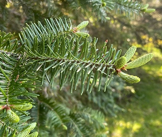 Aadusa Tree Leaves - Medicinal Properties