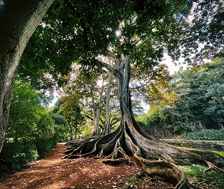 Aadusa Tree Environmental Benefits