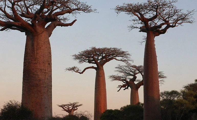 Aadusa Tree - Medicinal Plant