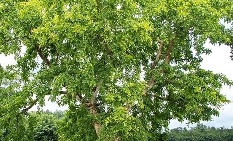 Aadusa Tree - Medicinal Plant