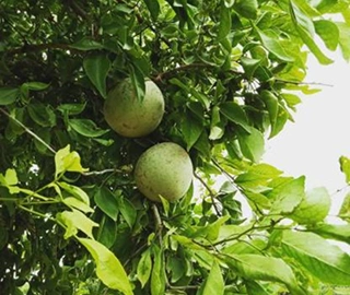 Aadusa Tree Plantation