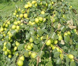 Aadusa Tree in Ayurvedic Medicine