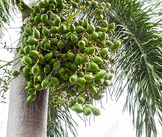 Aadusa Tree Environmental Benefits