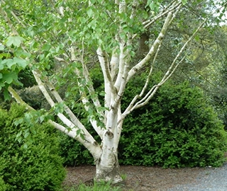 Aadusa Tree Leaves - Medicinal Properties