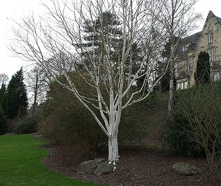 Aadusa Tree Environmental Benefits