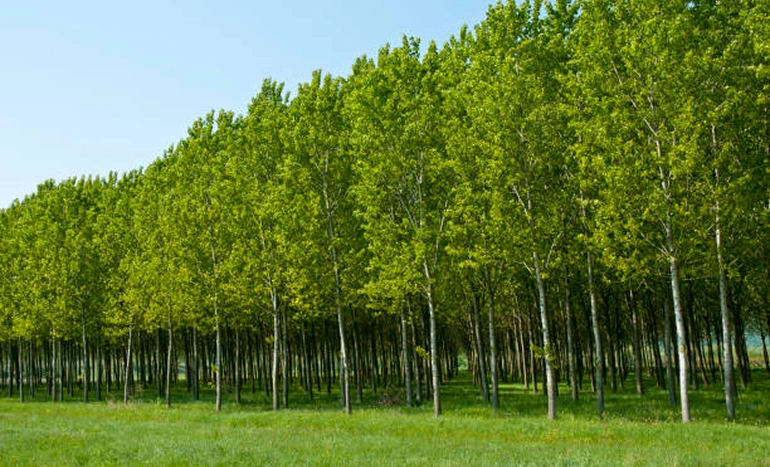 Aadusa Tree - Medicinal Plant