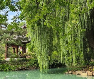 Aadusa Tree Environmental Benefits